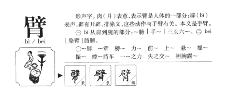 臂组词有哪些（语文三年级上册臂多音字拼音和什么组词大全）